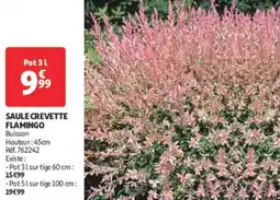 Saule crevette flamingo