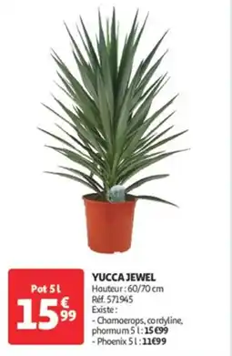 Auchan Direct Yucca jewel offre