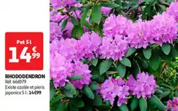 Auchan Direct Rhododendron offre