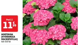 Auchan Direct Hortensia hydrangea macrophylla offre