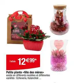 Carrefour Petite plante fête des mères offre
