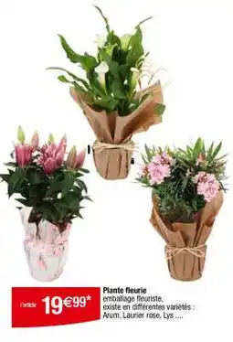 Carrefour Plante fleurie offre