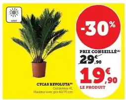 Hyper U Cycas Revoluta offre