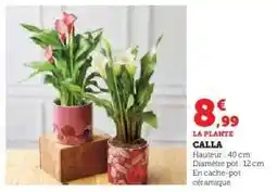 Hyper U LA PLANTE CALLA offre