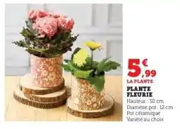 Hyper U Plante fleurie offre