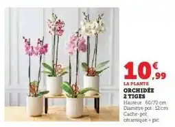Hyper U Orchidée 2 tiges offre