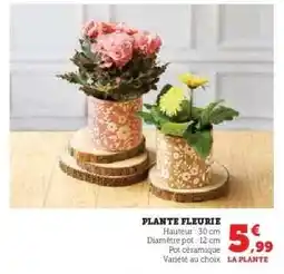 Super U Plante fleurie offre