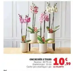Super U Orchidée 2 tiges offre