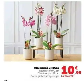 Super U Orchidée 2 tiges offre