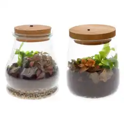 Carrefour Terrarium lumineux offre