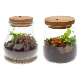 Carrefour Terrarium lumineux offre