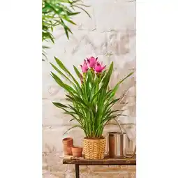 Carrefour Market Curcuma offre
