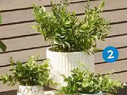 TEDi Pot de fleur offre