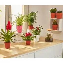 Carrefour Market Plante Fleurie ou Verte offre
