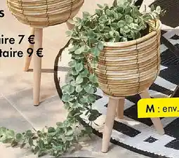 TEDi Eucalyptus en pot offre