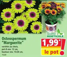 Norma Osteospermum marguerite offre