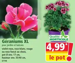 Norma Géraniums XL offre