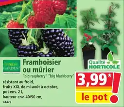 Norma Framboisier ou mûrier offre