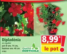 Norma Dipladénia offre