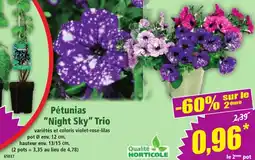 Norma Pétunias night sky trio offre