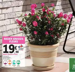 E.Leclerc Jardi Rosier grosses fleurs offre