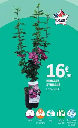 E.Leclerc Jardi Hibiscus syriacus offre
