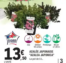 E.Leclerc Jardi Azalée japonaise azalea japonica offre