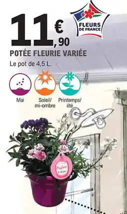 E.Leclerc Jardi Potée fleurie variée offre