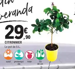 E.Leclerc Jardi Citronnier offre