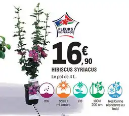 E.Leclerc Jardi Hibiscus syriacus offre