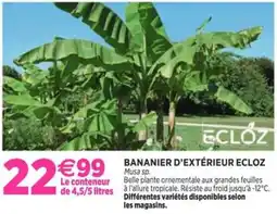Delbard Bananier d'extérieur ecloz offre