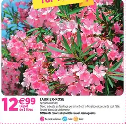 Delbard Laurier rose offre