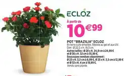 Delbard Pot brazilia ecloz offre
