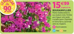 Delbard Bougainvillier offre