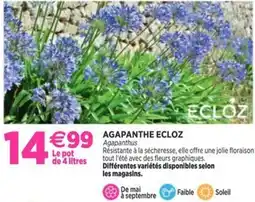 Delbard Agapanthe ecloz offre