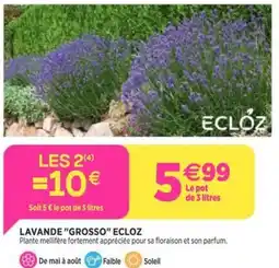 Delbard Lavande grosso ecloz offre