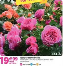 Delbard Rosier buisson ecloz offre