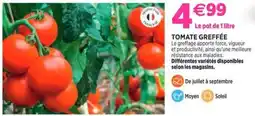 Delbard Tomate greffée offre