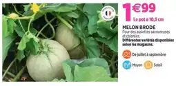 Delbard MELON BRODÉ offre