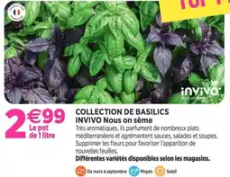 Delbard Collection de basilics invivo nous on sème offre