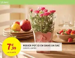 Intermarché Contact Rosier pot 13 cm dans un sac offre