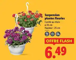 Lidl Suspension plantes fleuries offre