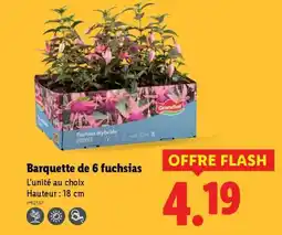 Lidl Barquette de 6 fuchsias offre