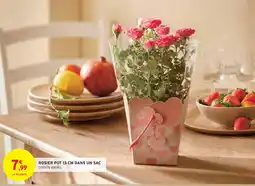 Intermarché Rosier pot 13 cm dans un sac offre
