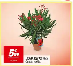 Netto Laurier rose pot 14 cm offre