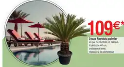 Cora x Carrefour Cycas Revoluta palmier offre
