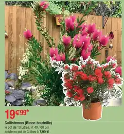 Cora x Carrefour Callistemon (Rince-bouteille) offre