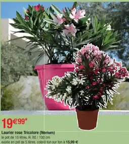 Cora x Carrefour Laurier rose Tricolore (Nerium) offre