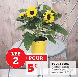 Bi1 Tournesol offre