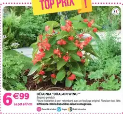 Delbard Avril - bégonia dragon wing offre